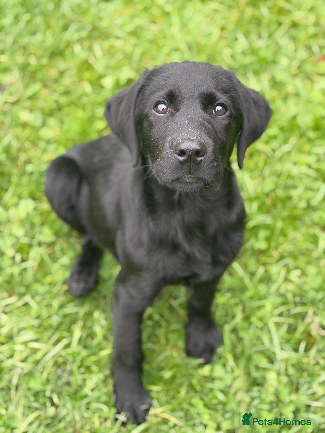 Labrador Retriever dogs for sale: Fully Trained Labrador  - Advert 1
