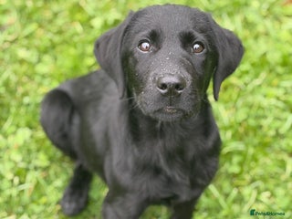 Labrador Retriever dogs Fully Trained Labrador - Advert 6