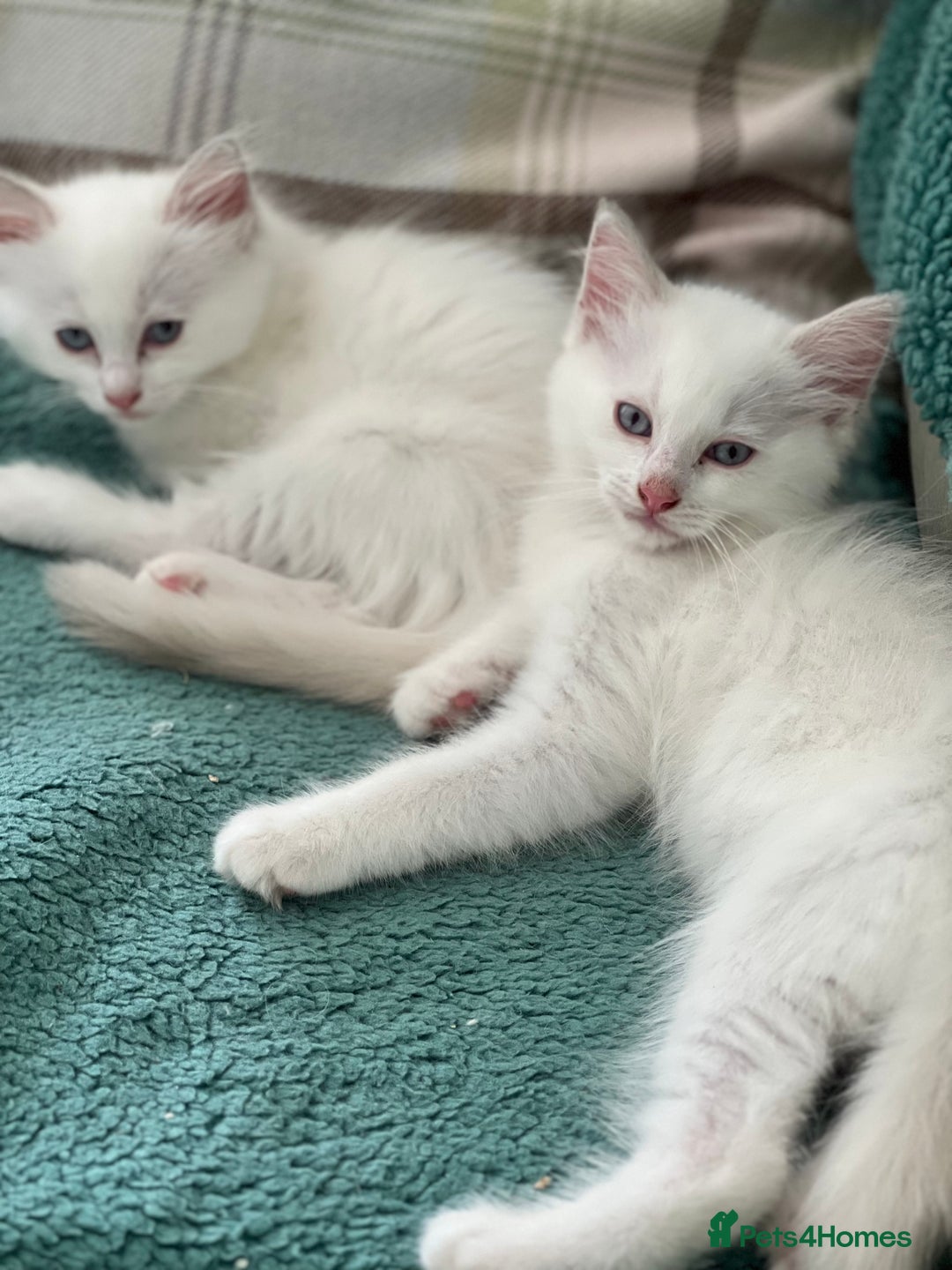 Ragdoll cats for sale: Ragdoll kittens Blue, Lilac & flame or blue/seal - Image 26