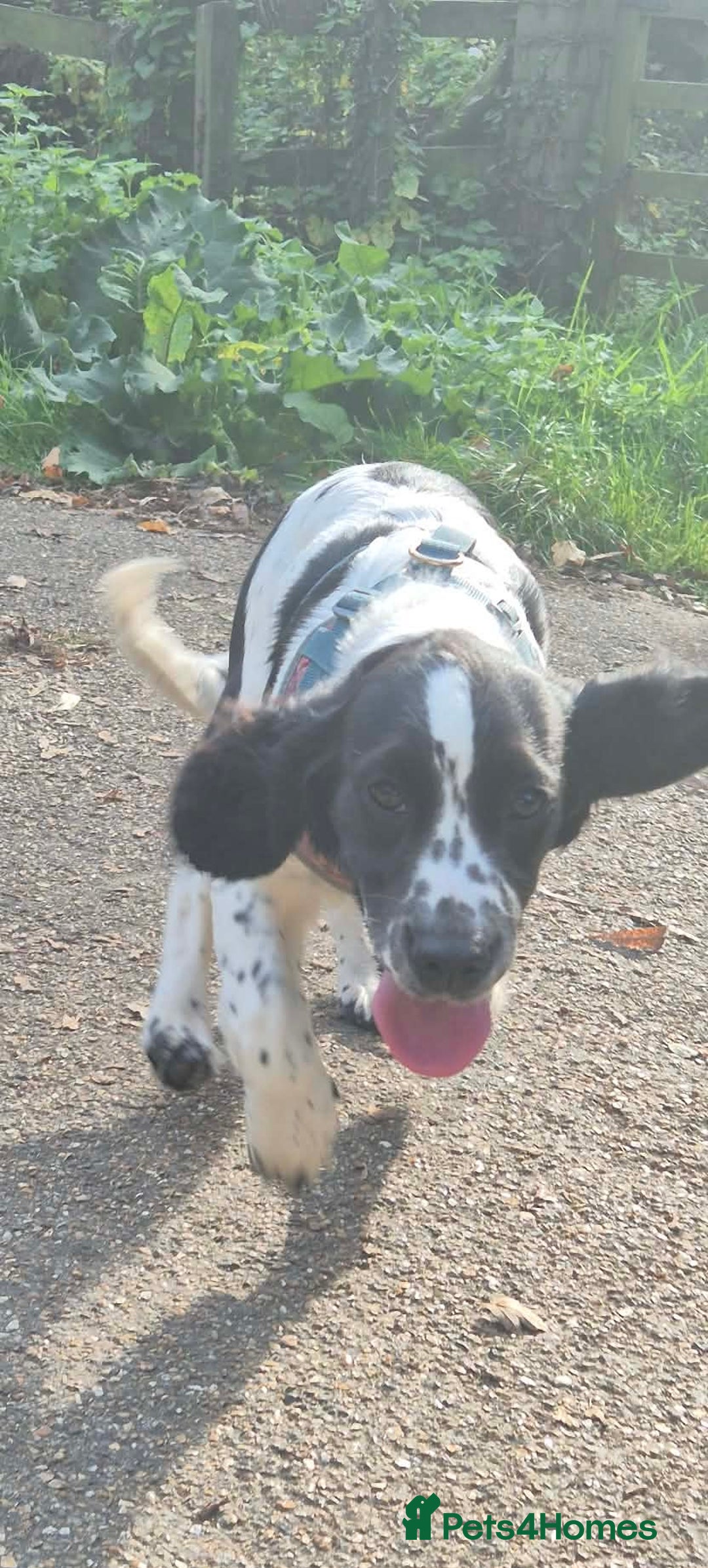 Mixed Breed dogs for sale: 7 month old cocker spaniel  - Advert 2
