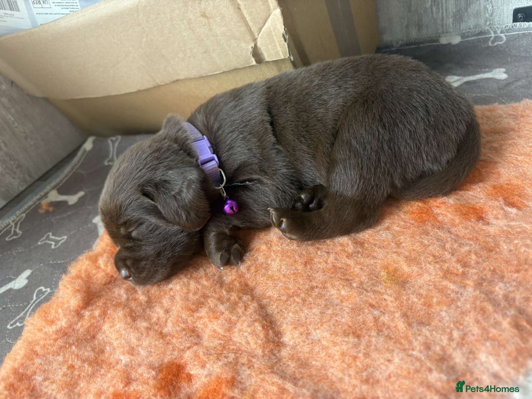 Mixed Breed dogs for sale: Adorable Lab/Spaniel/Collie Mix Puppies for Sale - Image 11