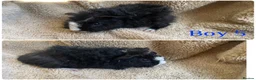 Mixed Breed rodents for sale: Girl and boy guinea for sale  - Advert 1