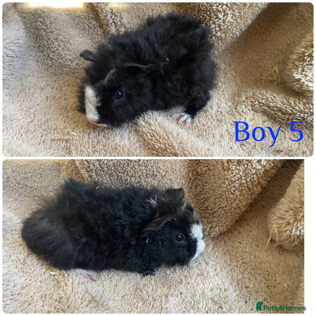 Mixed Breed rodents for sale: Girl and boy guinea for sale  - Advert 1