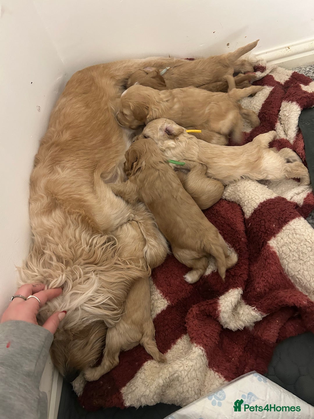 Cockapoo dogs for sale: 3 GORGEOUS COCKAPOOS💓 - Advert 5