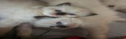 Ragdoll cats for sale: Beautiful Ragdoll Kittens Ready From 11th August - Advert 9