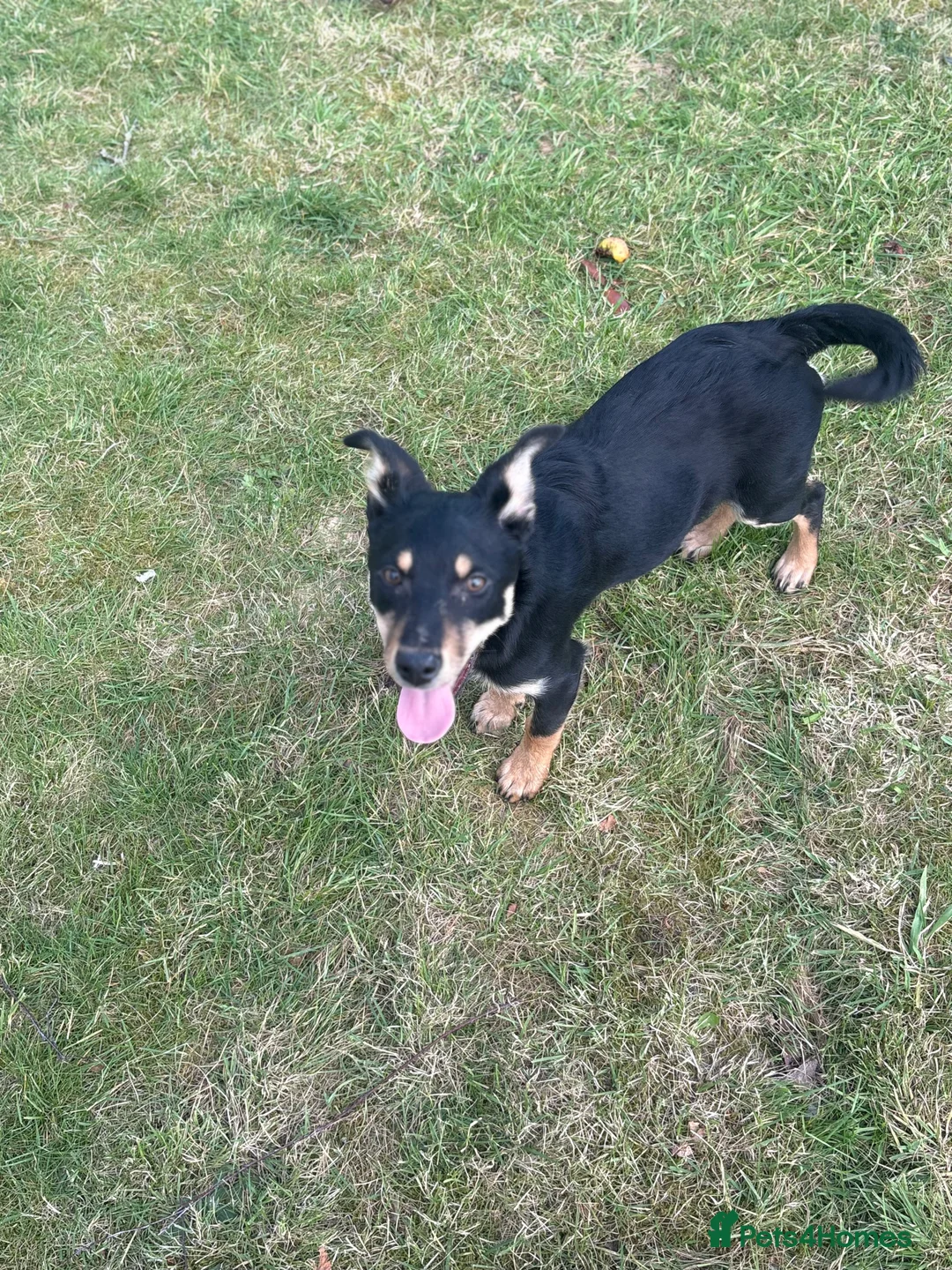 Australian Kelpie dogs for sale: Kelpie pups for sale  - Advert 14