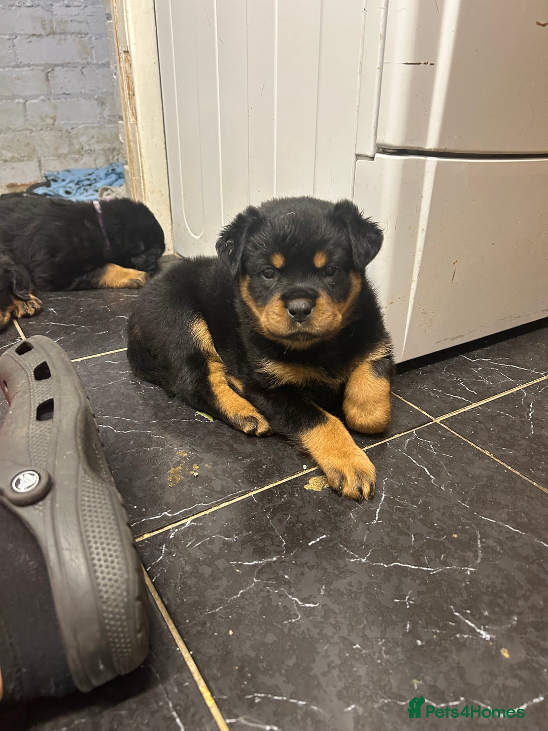 Rottweiler dogs for sale: *** Pedigree Rottweilers due 4th dec*** - Advert 6
