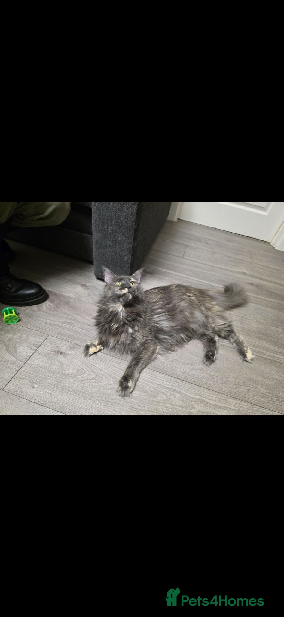 Maine Coon cats Female  - Advert 2