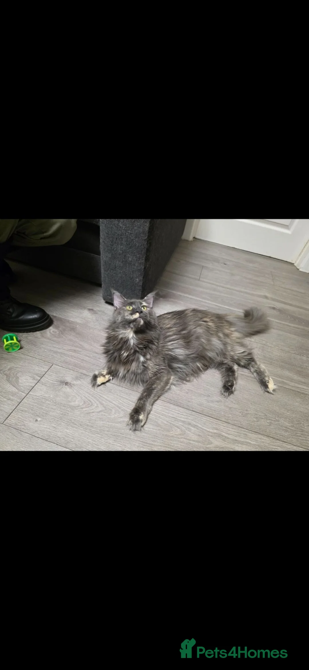 Maine Coon cats for sale: Female  - Advert 1