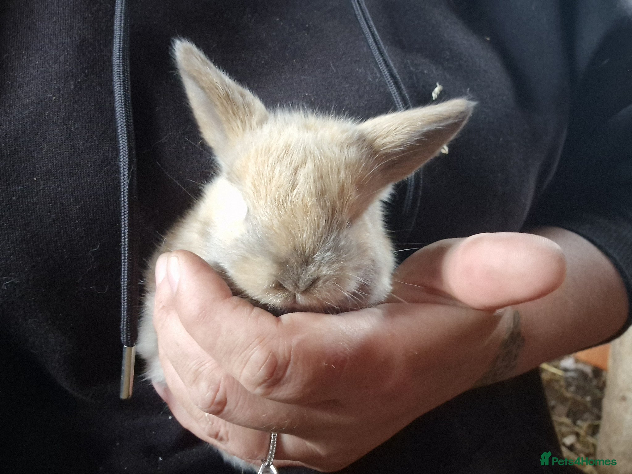 Mini Lop rabbits Mini lops  - Advert 6