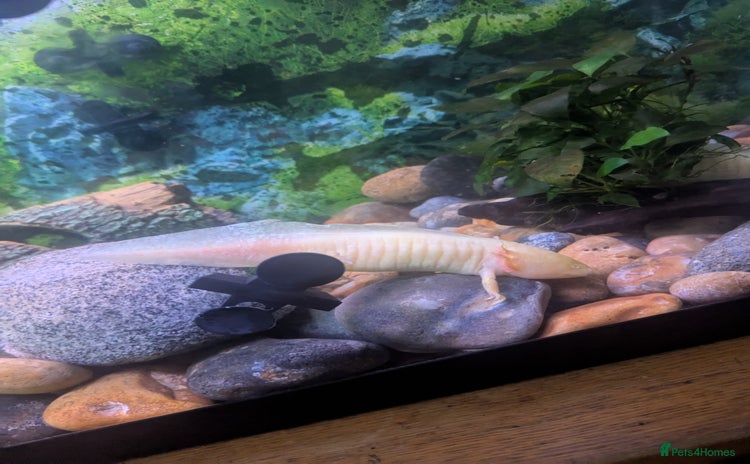 Axolotl reptiles - Advert 11