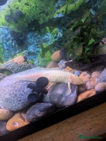 Axolotl reptiles - Advert 9