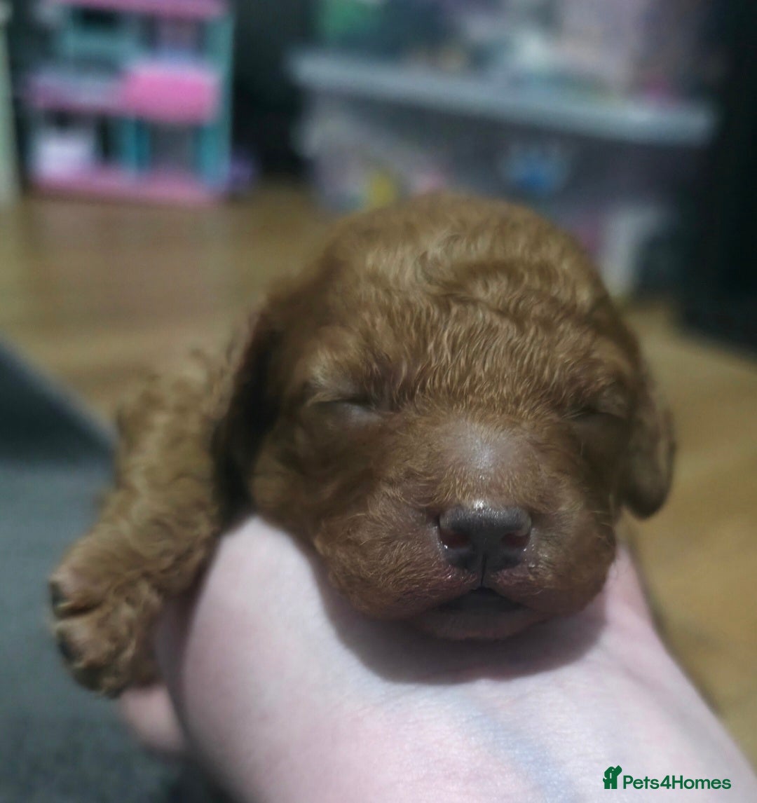 Cockapoo dogs FOX RED TOY COCKAPOO PUPPIES  - Advert 4