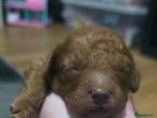 Cockapoo dogs FOX RED TOY COCKAPOO PUPPIES - Advert 18