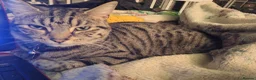 Mixed Breed cats for sale: Neutered male spotted tabby vaccinated chipped  - Advert 4