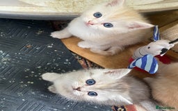 Persian cats for sale: Silver and Cream chinchilla Persian cross kittens - Image 3
