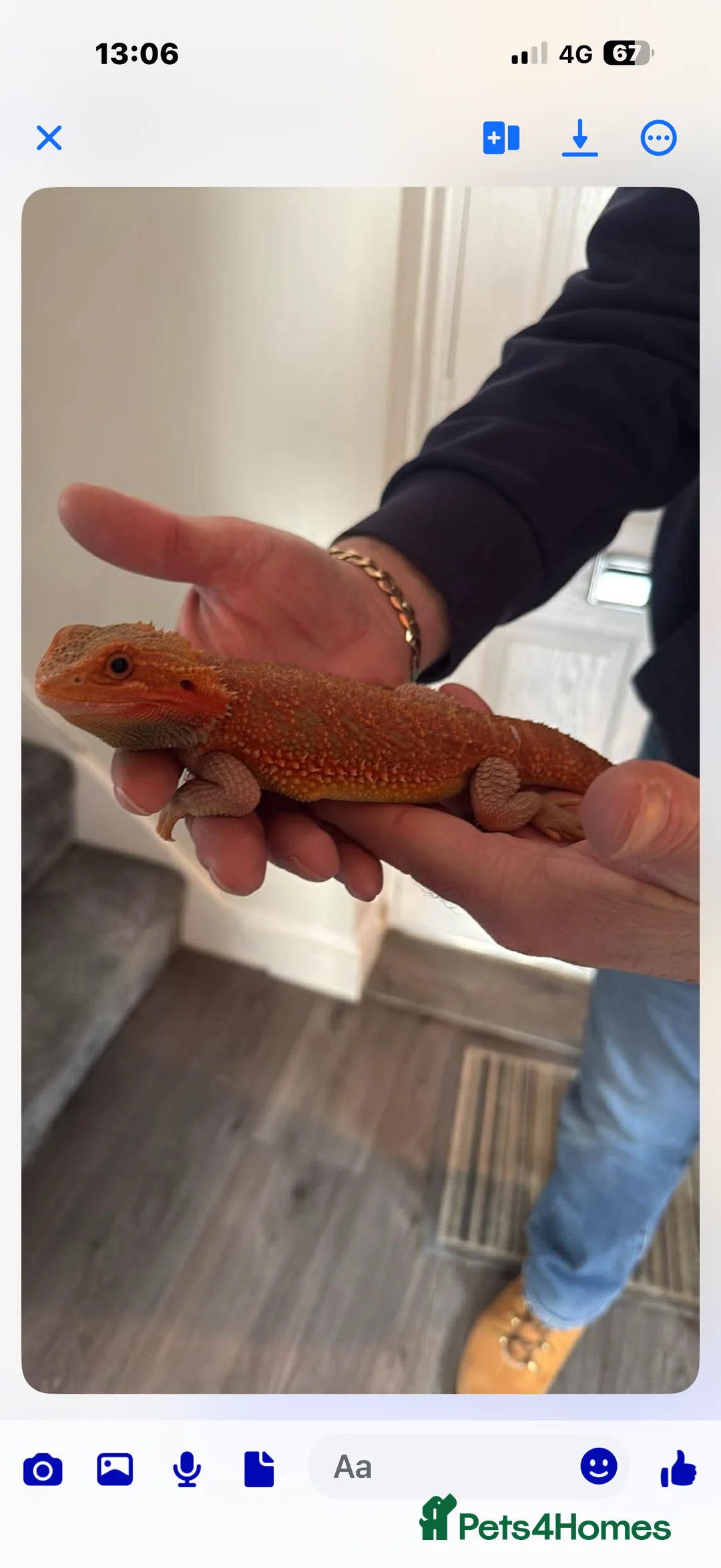 Dragon reptiles for sale: Red Bearded dragon  - Advert 2