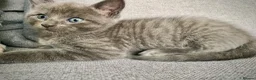 Mixed Breed cats for sale: Ragdoll mix mother 4 kittens - Advert 11