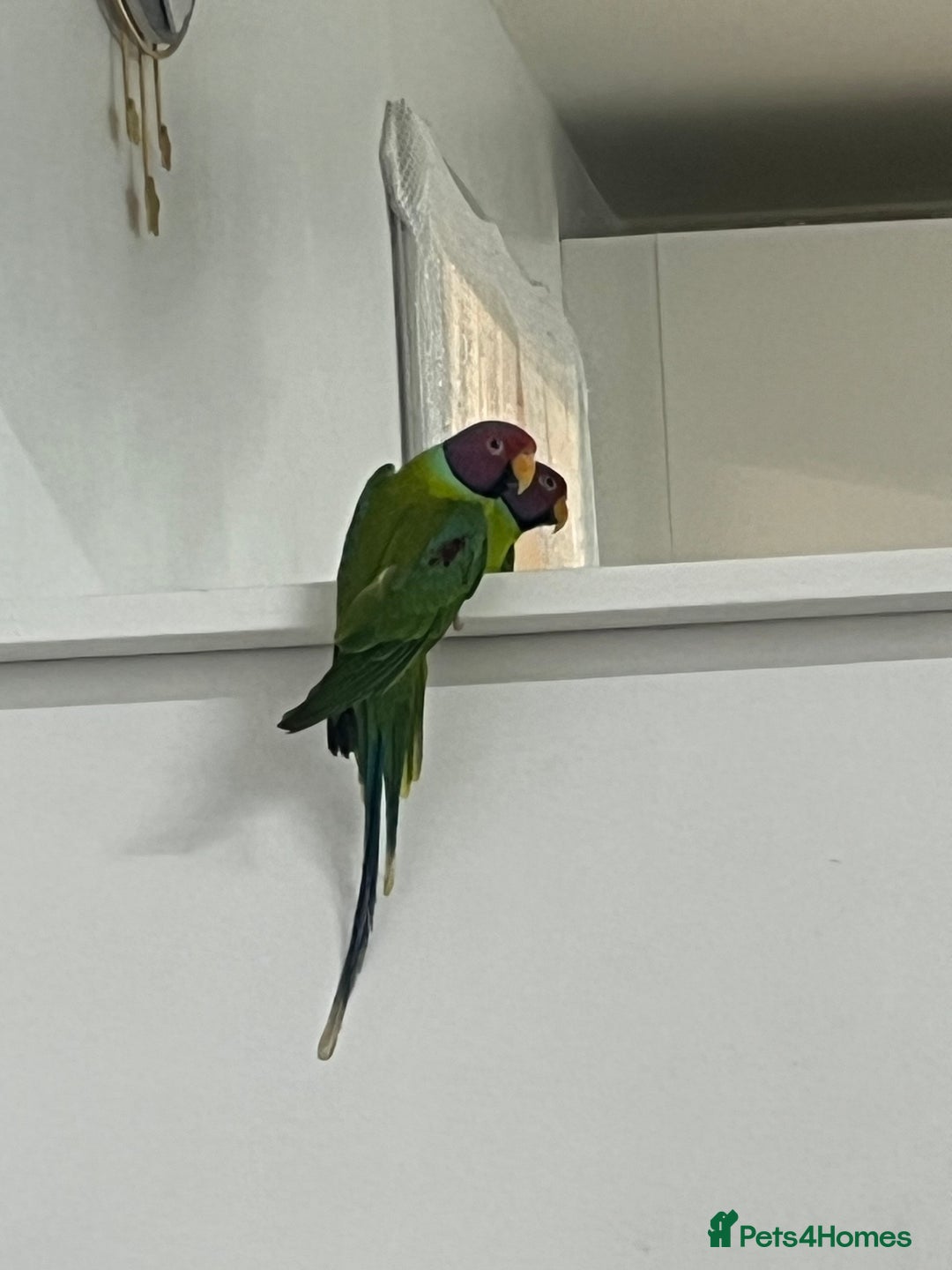 Ringnecks birds for sale: Indian Ring neck  - Advert 4