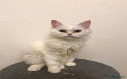 Mixed Breed cats for sale: Lovely white kittens 💕 - Image 5