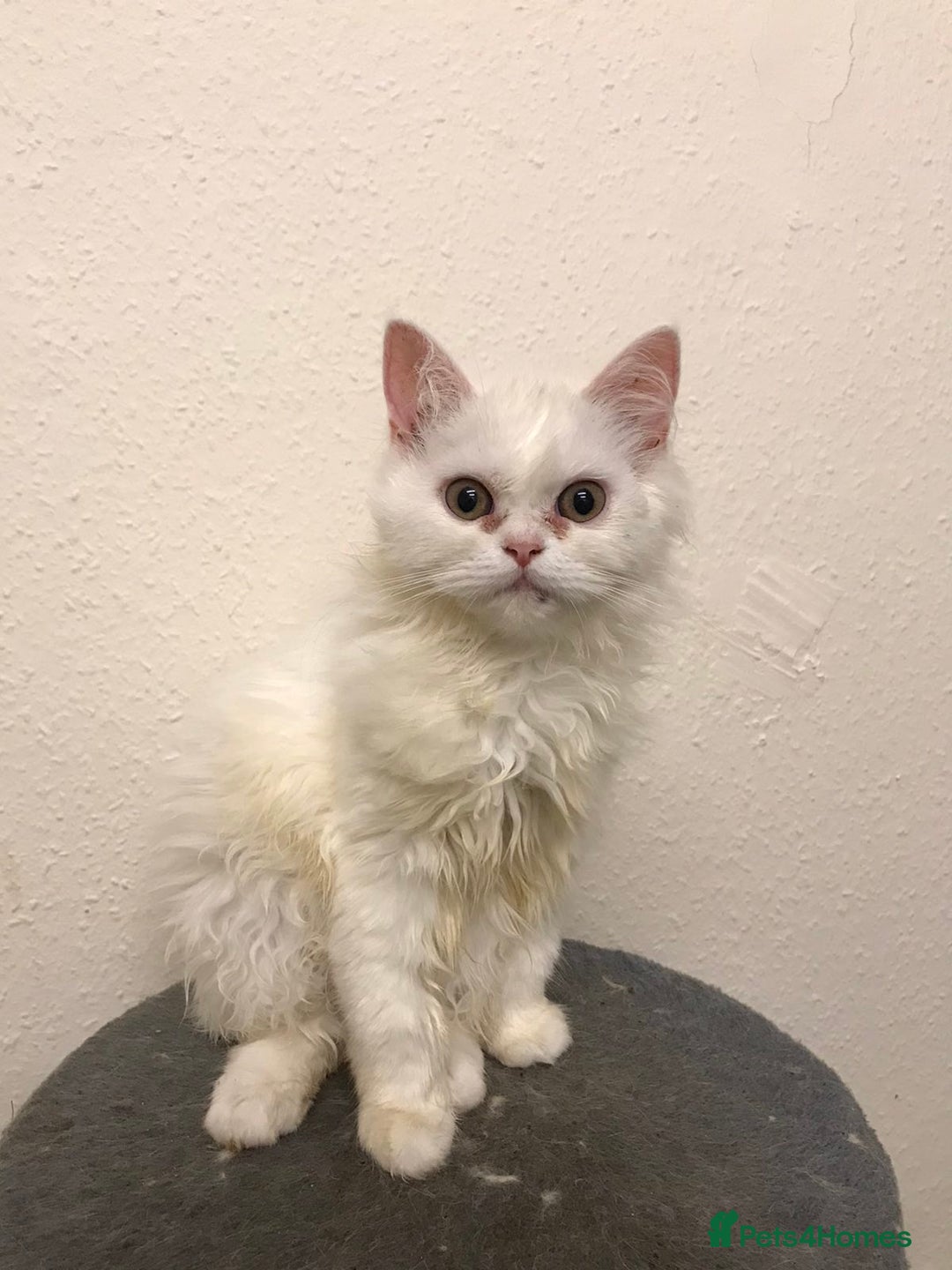 Mixed Breed cats for sale: Lovely white kittens 💕 - Image 5