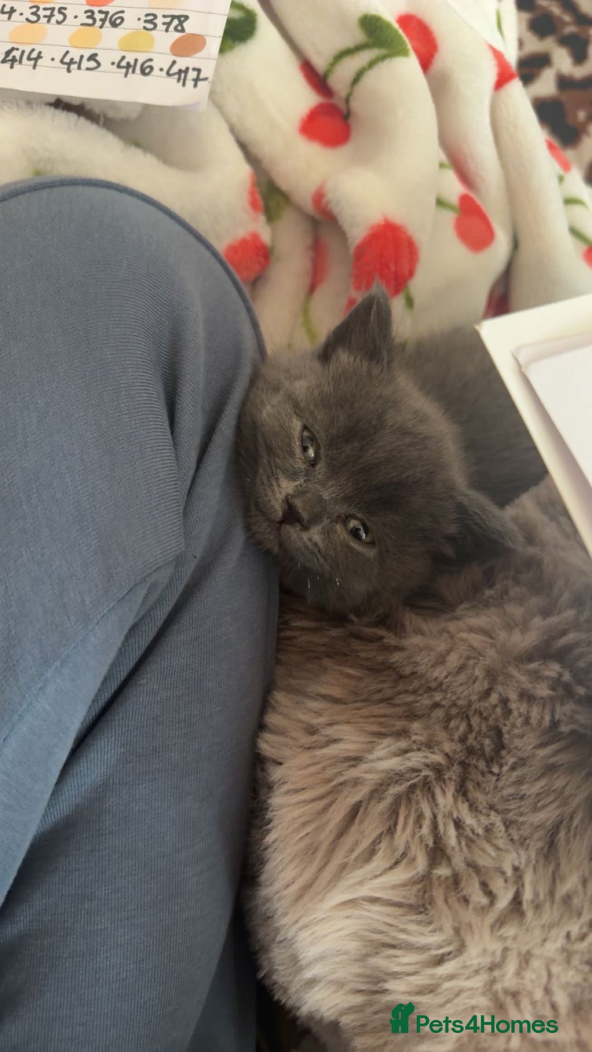British Shorthair cats for sale: Girl Blue British Short hair🩷 - Advert 2