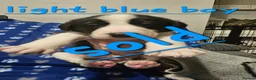 Mixed Breed dogs for sale: Beautiful  puppies in Swindon - Advert 8