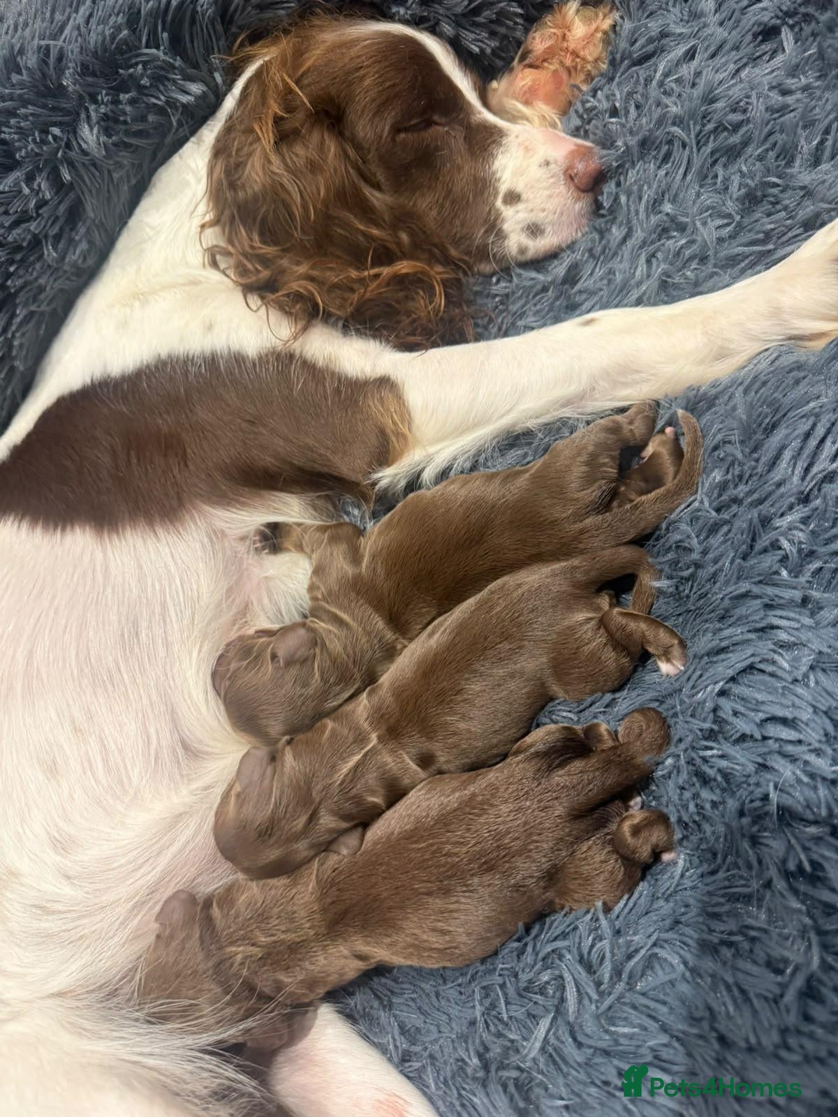 Cocker Spaniel dogs KC REG Working Cocker Spaniels - Advert 1