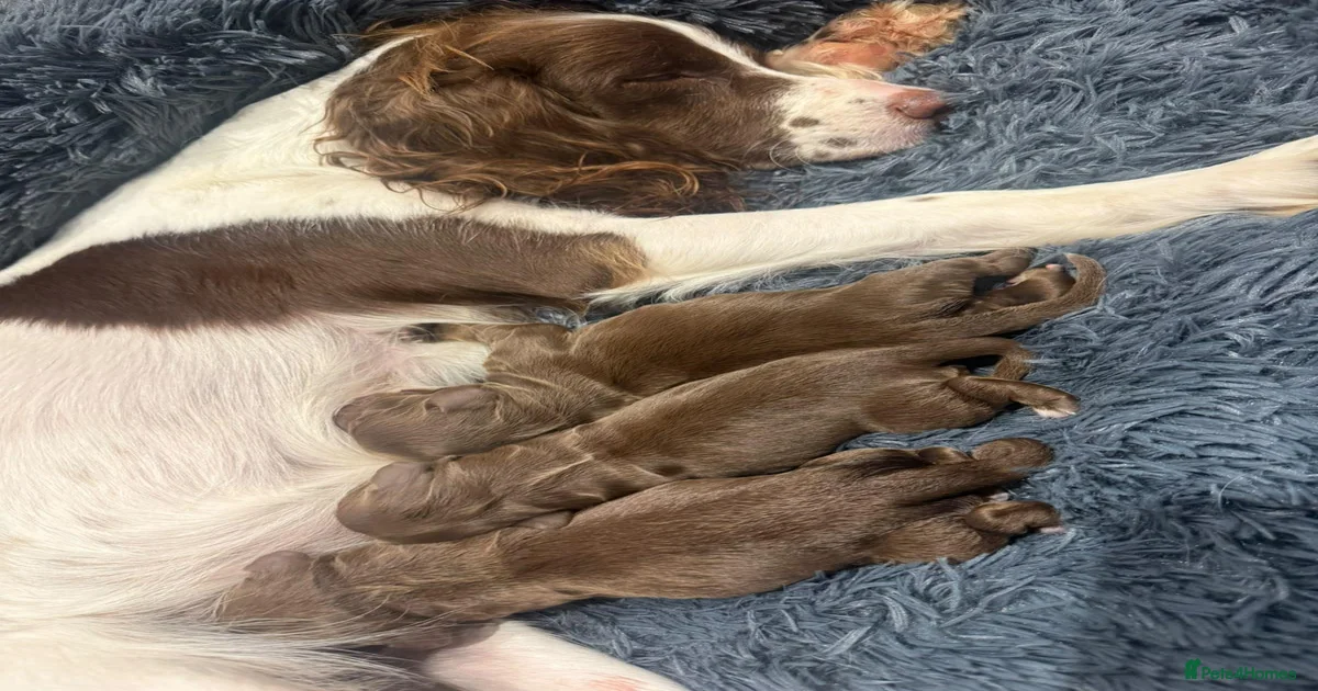 Home Cocker Spaniel Puppies for sale | Pets4Homes