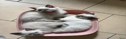 Ragdoll cats for sale: Bluepoint Ragdol female  - Advert 8