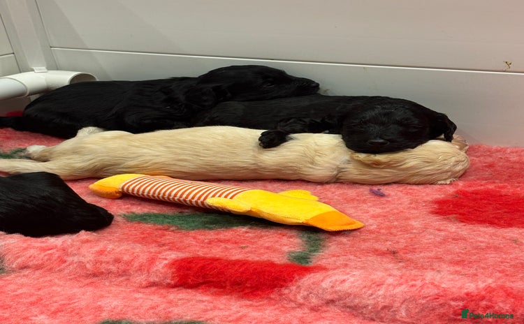 Mixed Breed dogs - Advert 2