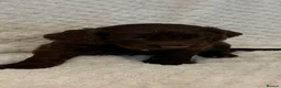 Cocker Spaniel dogs for sale: 6 beautiful Cocker spaniel puppies  - Advert 8