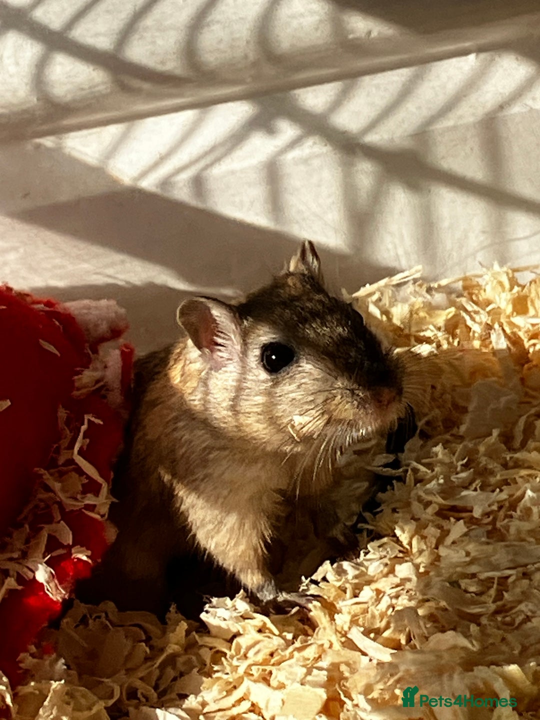 Gerbil rodents for sale: 2 female gerbils by blood sisters  - Advert 5