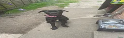 Cane Corso dogs for sale: Panther  - Advert 3