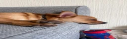 Mixed Breed dogs for sale: Pomerainian x French Bulldog boy for sale.  in Edinburgh - Advert 1