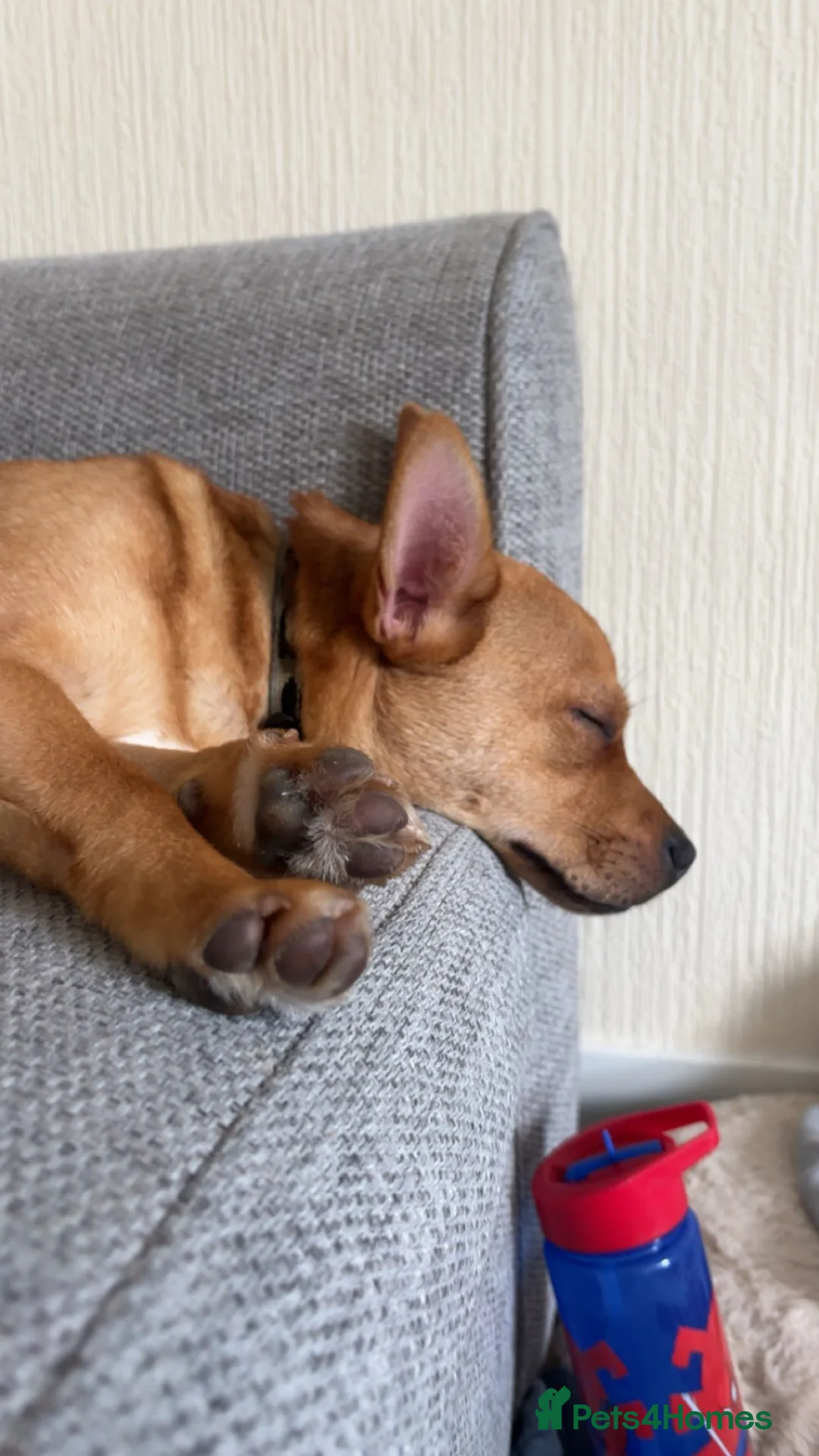 Mixed Breed dogs for sale: Pomerainian x French Bulldog boy for sale.  in Edinburgh - Advert 1