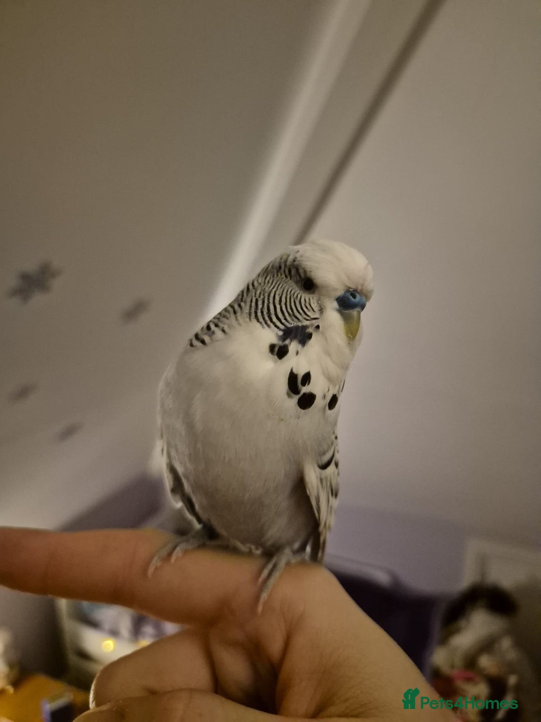 Budgerigars birds for sale: Budgies for rehoming - Advert 2