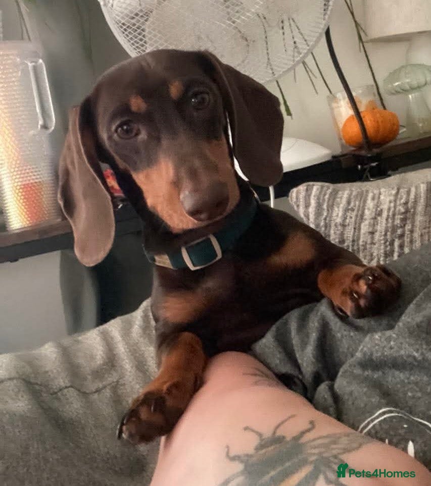 Miniature Dachshund dogs Male miniture dachshund  - Advert 3