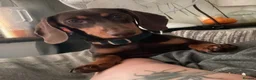 Miniature Dachshund dogs for sale: Male miniture dachshund  - Advert 1