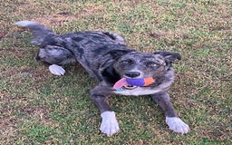 Mixed Breed dogs for sale: Border collie/Cocker Spaniel  - Image 26