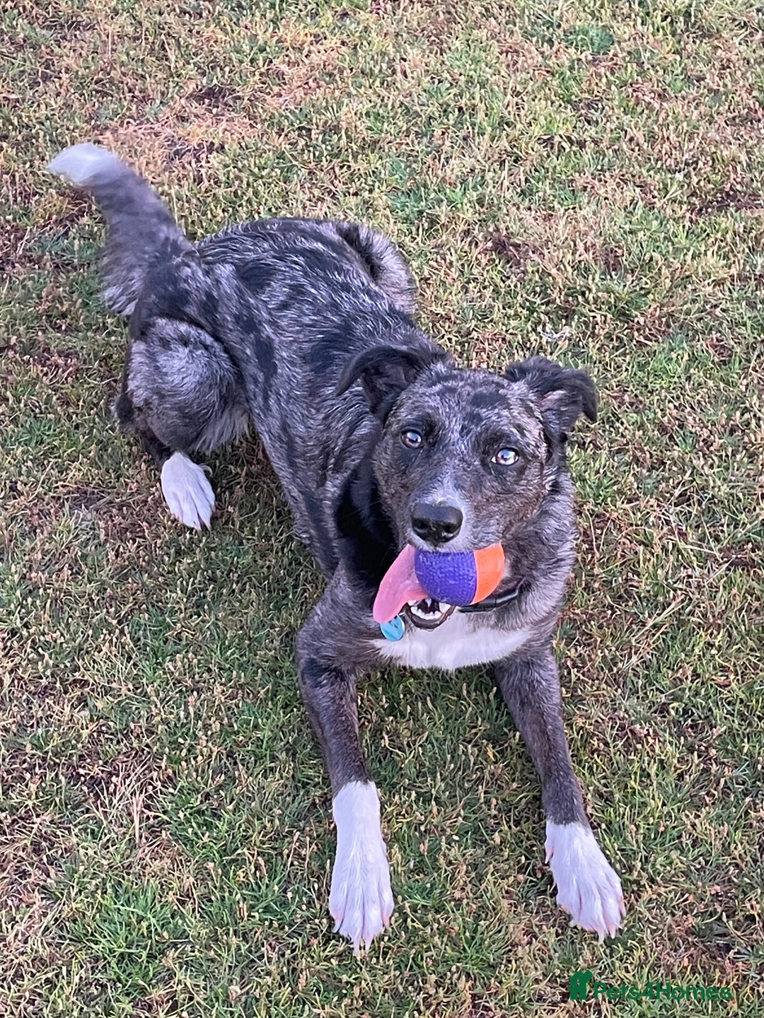 Mixed Breed dogs for sale: Border collie/Cocker Spaniel  - Image 26