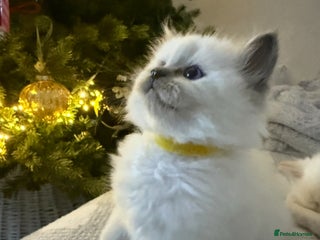 Ragdoll cats 💎🐾Beautiful Ragdoll Kittens🐾💎 - Advert 2