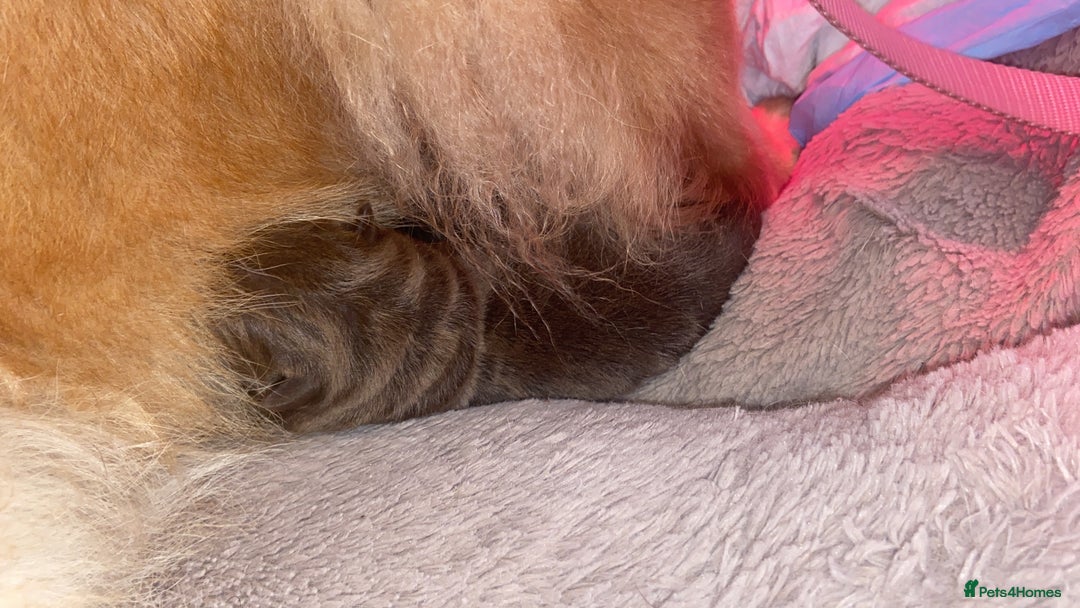 Mixed Breed dogs for sale: Chowbull pups for sale - Image 3