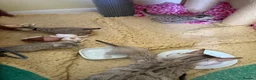Bengal cats for sale: Snow Mink & Lynx 🩷💙 Pedigree TICA Bengal Kittens - Advert 10