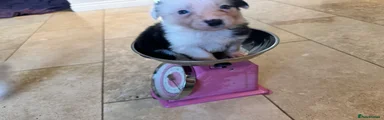 Border Collie 7