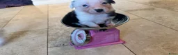 Border Collie dogs for sale: 6 amazing Border Collie puppies for sale in Darlington - Advert 3
