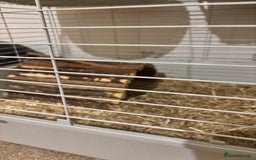 Guinea Pig rodents for sale: 2 Female Guinea Pigs With Cage - Image 5