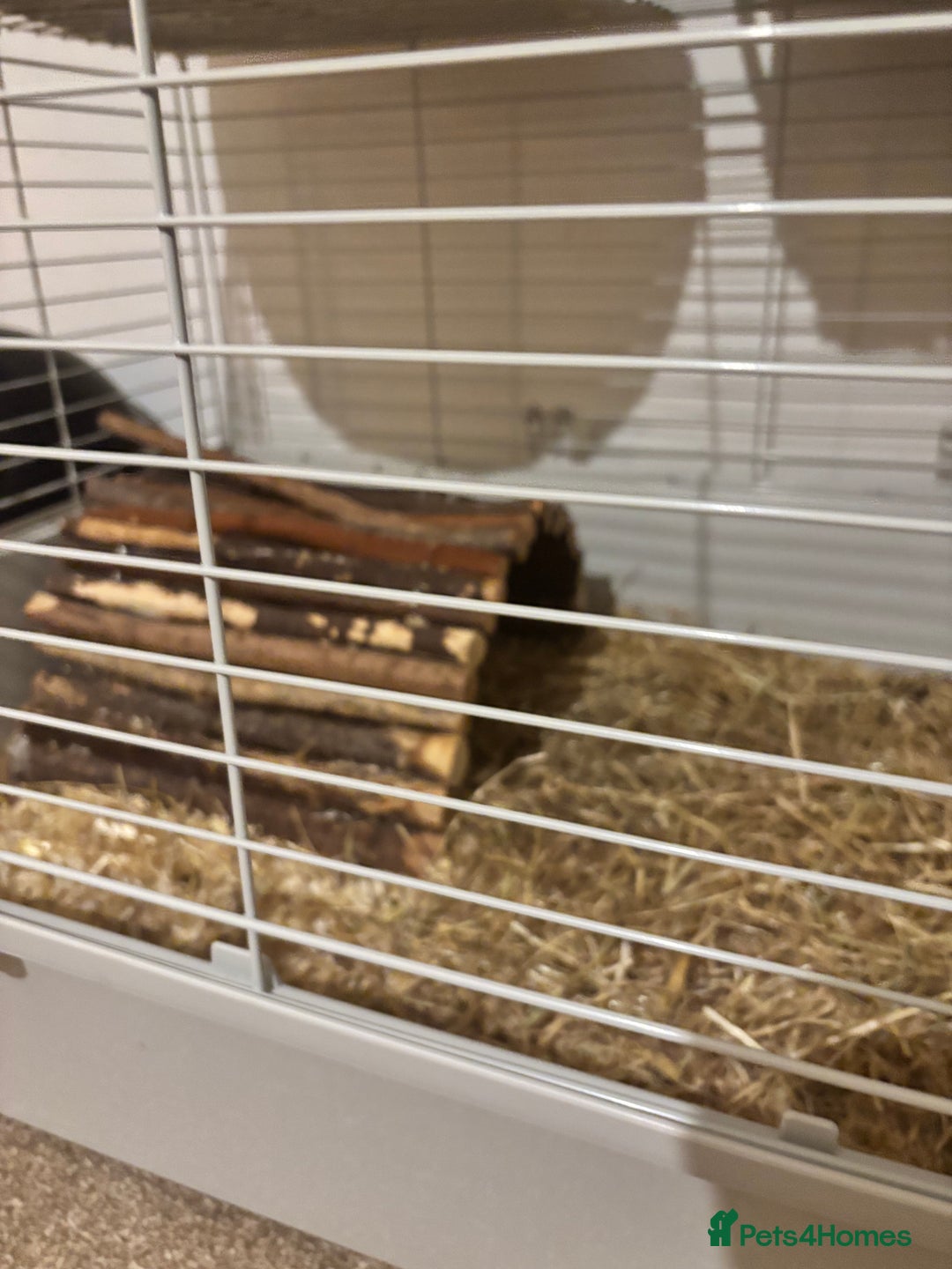 Guinea Pig rodents for sale: 2 Female Guinea Pigs With Cage - Image 5