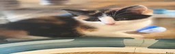 Mixed Breed cats for sale: GORGEOUS MAINE COON X PERSIAN KITTENS  - Advert 25