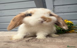 Mini Lop rabbits for sale: Stunning mini lop babies - Image 7